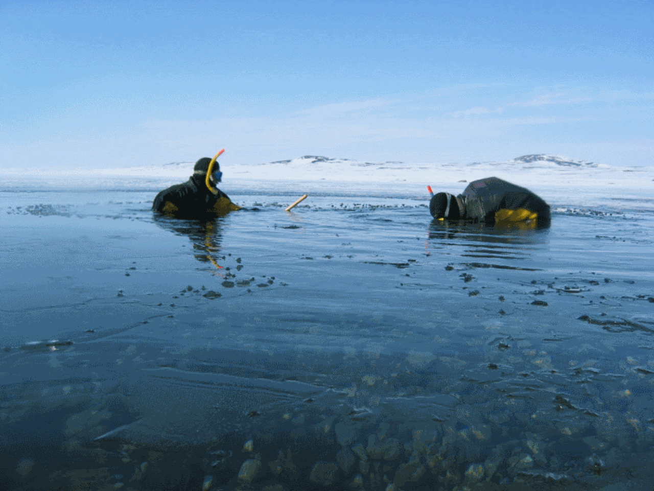 Two divers in water